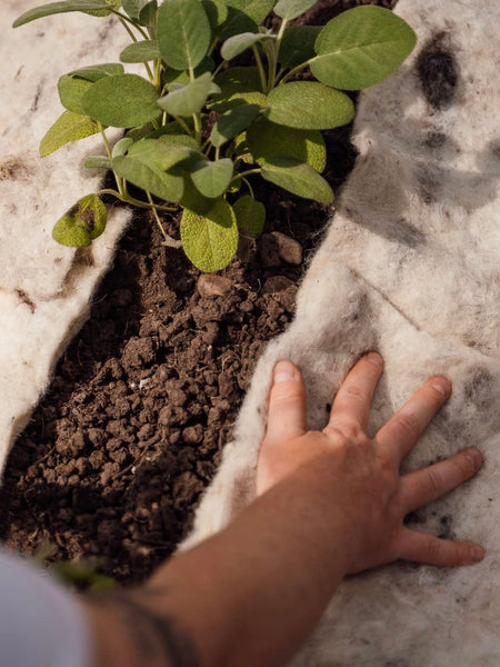 Ten Ways to Use Wool In Your Garden