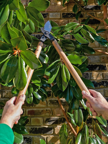 Simple Summer Pruning