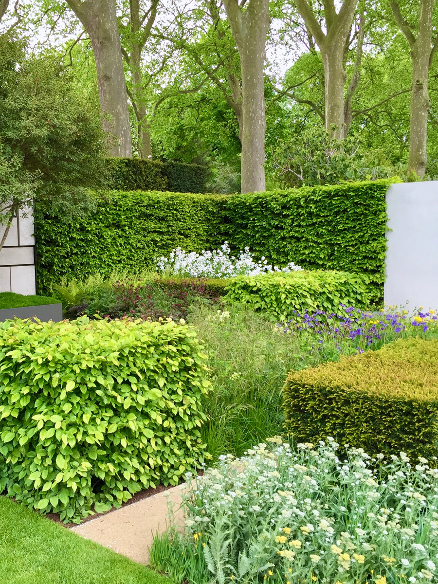 In The Know - Hedge Trimming