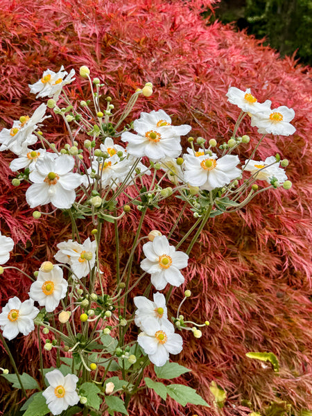 Your Garden In September
