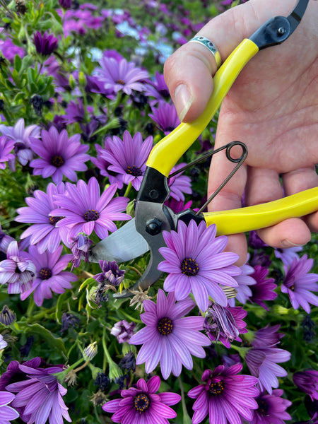 In The Know - Deadheading