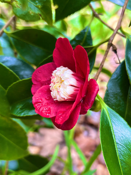 Your Garden In January