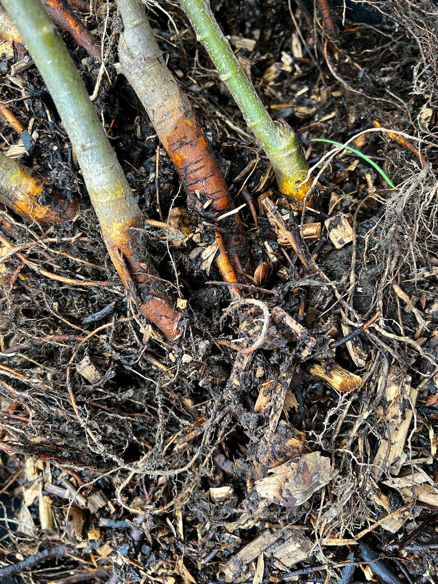 Why bare-rooted plants are the way forward