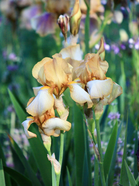 Your Garden In May