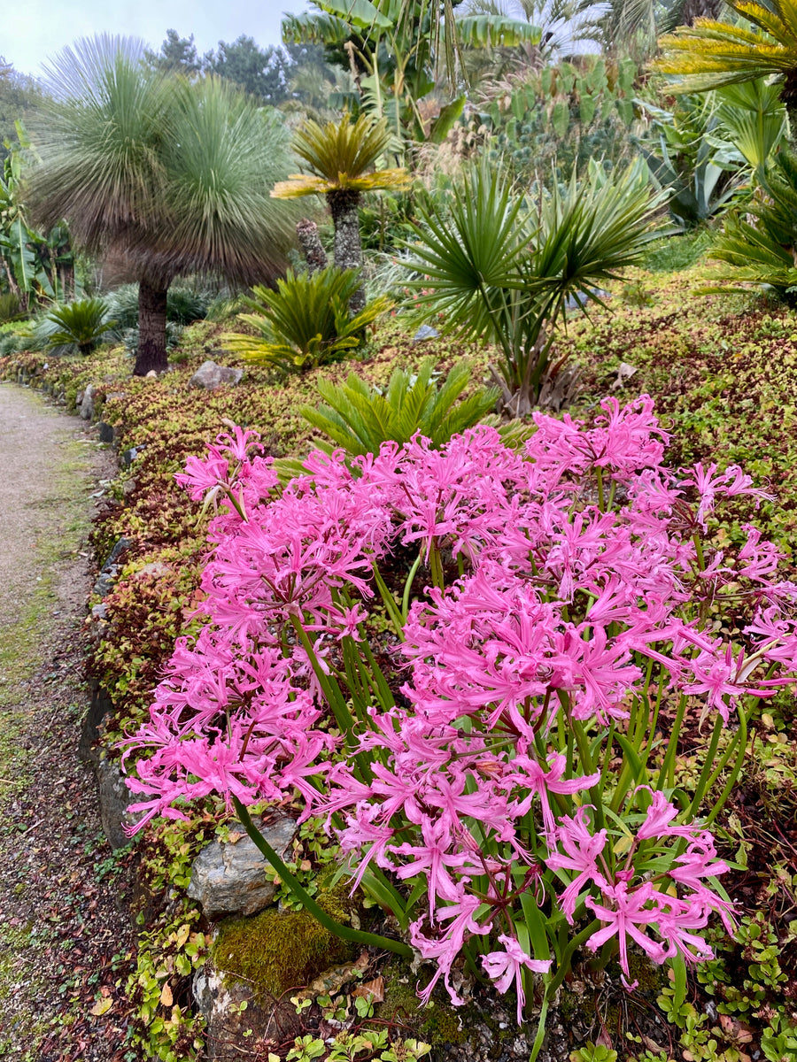 Plants I Love - Nerines