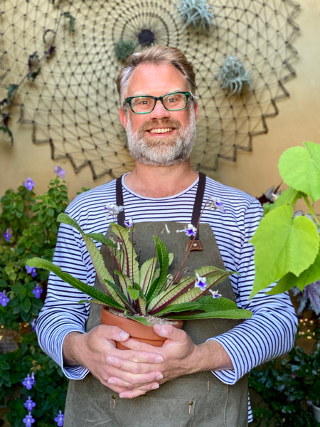 Simple Summer Houseplant Care