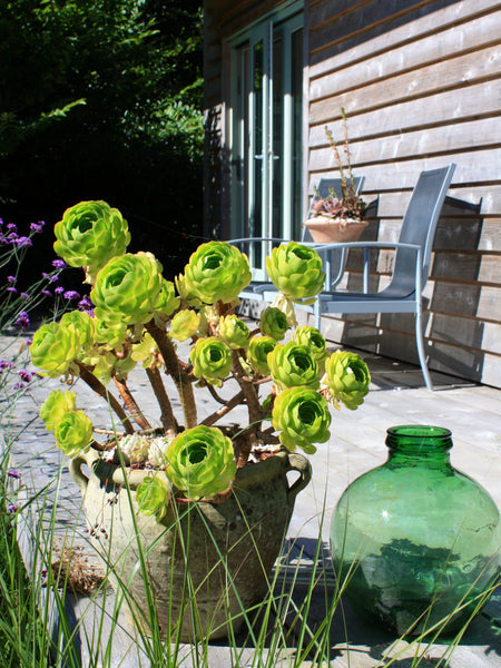 How to Help Your Garden Survive a Heatwave