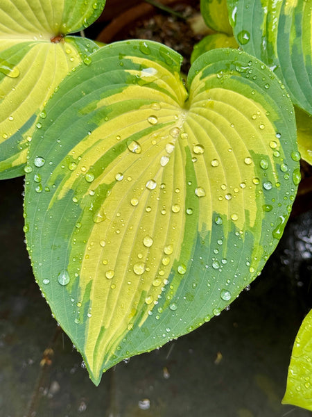 Six Strategies To Stop Slugs And Snails Eating Your Hostas