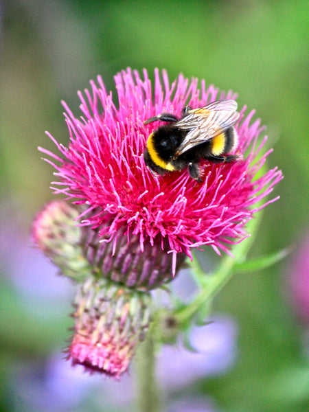 Being A Bee-Friendly Gardener