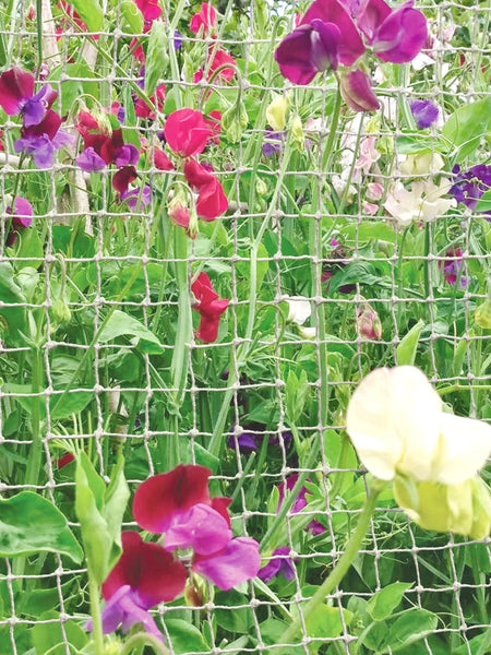 sustainable garden net made from wool with sweet peas
