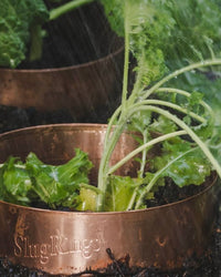 Slug and Snail Repellent Copper Ring, Large