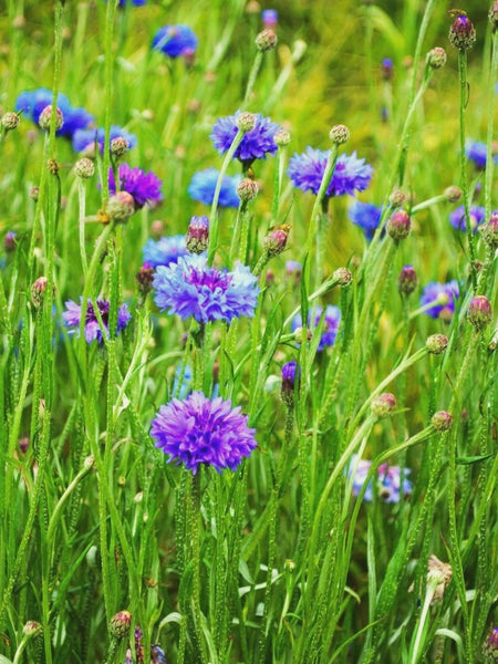 Kent Wildflower Seeds - Cornflower (Centaurea cyanus)