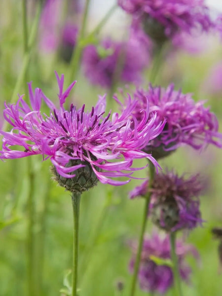 Kent Wildflower Seeds - Wildflower Mix for Heavy Clay Soils