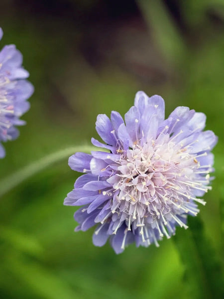 Kent Wildflower Seeds - Wildflower Mix for Chalky Soils