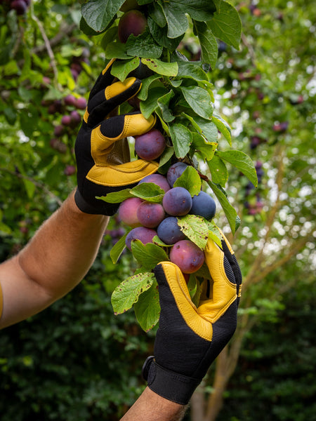 Gold Leaf Soft Touch Gardening Gloves, Mens