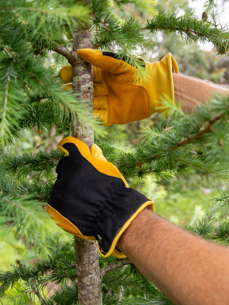 Person wearing yellow and black padded gloves is pruning a fir tree