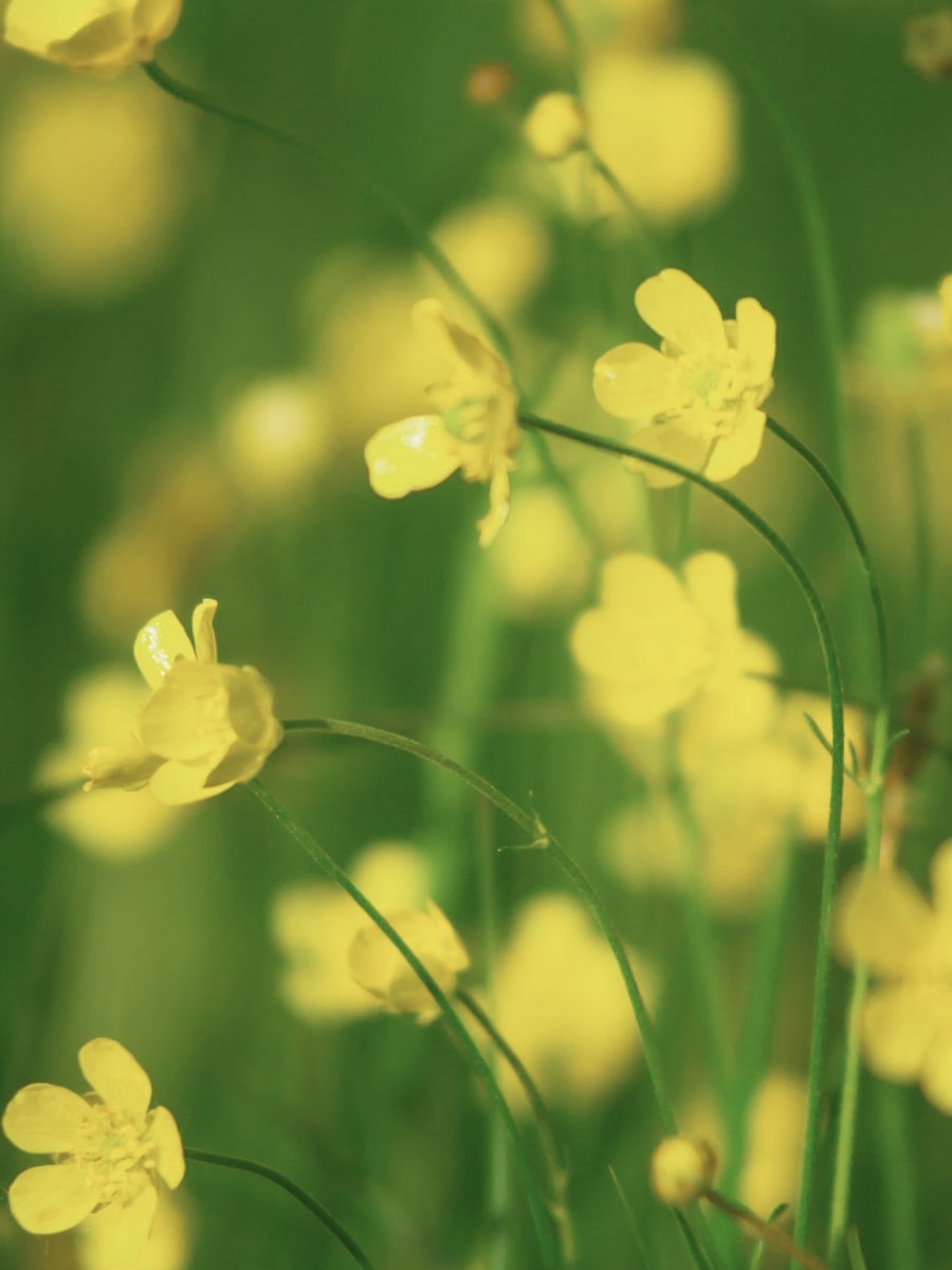 Kent Wildflower Seeds - Naturalised Wildflower Border Mix