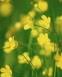 Kent Wildflower Seeds - Naturalised Wildflower Border Mix