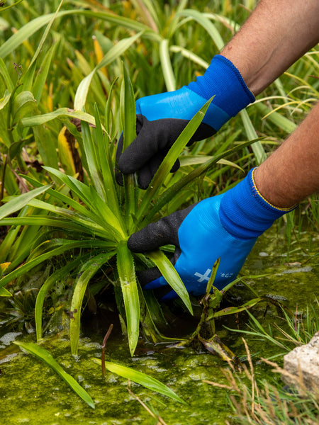 Person wearing blue gloves holding a pond plant in a natural setting