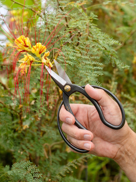 Niwaki Higurashi Scissors