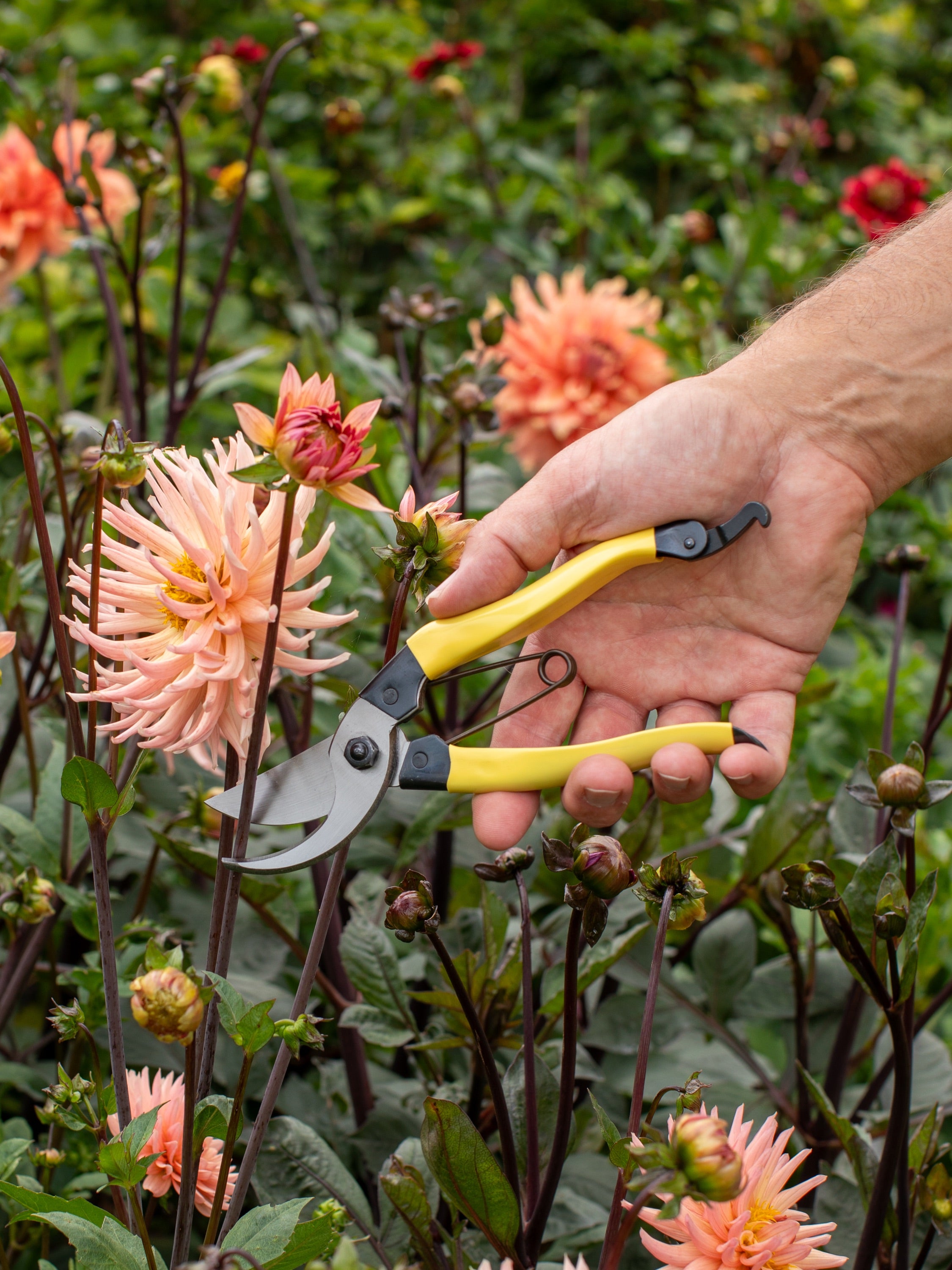 Niwaki Mainichi Secateurs – Dan Cooper Garden