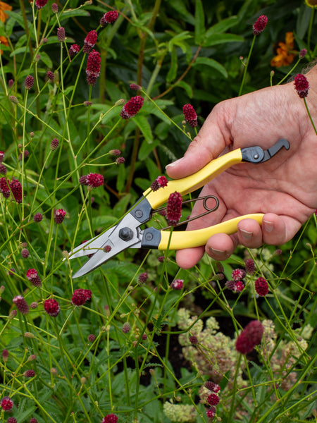 Niwaki Mainichi Snips