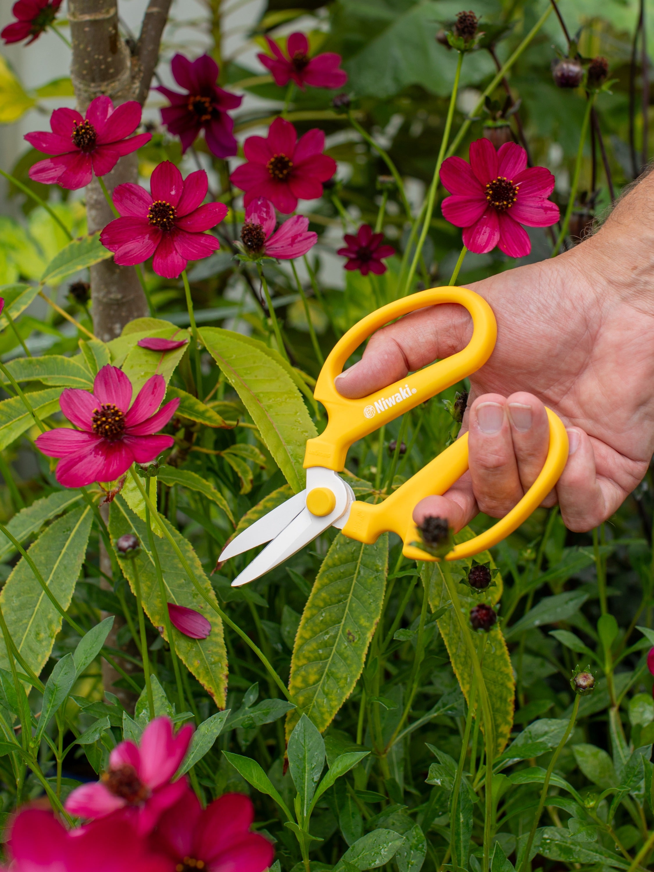 Niwaki Sakagen Flower Scissors, Yellow – Dan Cooper Garden
