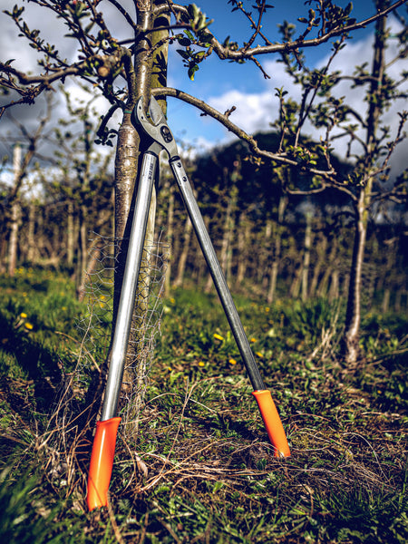 Pruning loppers on the ground in an orchard with trees in the background