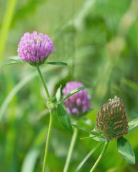 Kent Wildflower Seeds - Naturalised Wildflower Border Mix