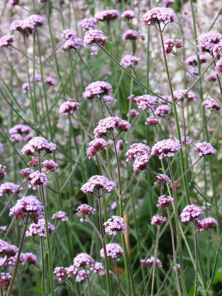 Piccolo Seeds - Verbena bonariensis