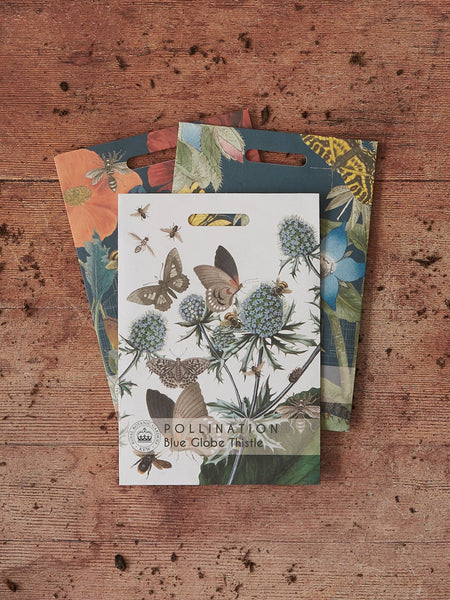 Kew Pollination Collection Echinops ritro Seeds
