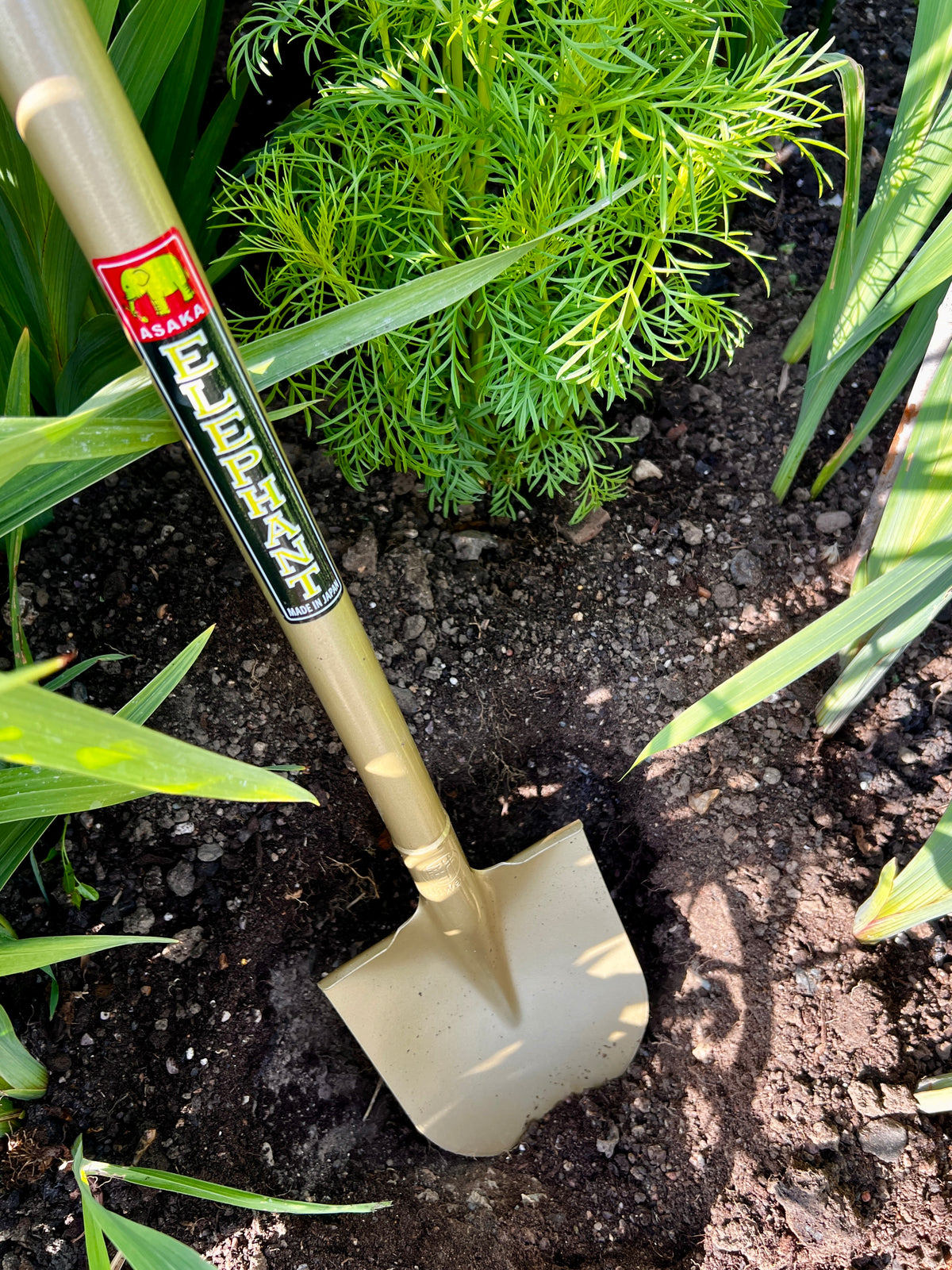 'Sukoppu' Golden Spade Small Size