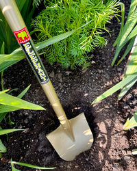 'Sukoppu' Golden Spade Small Size