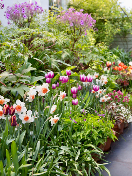 How to Choose Spring-Flowering Bulbs
