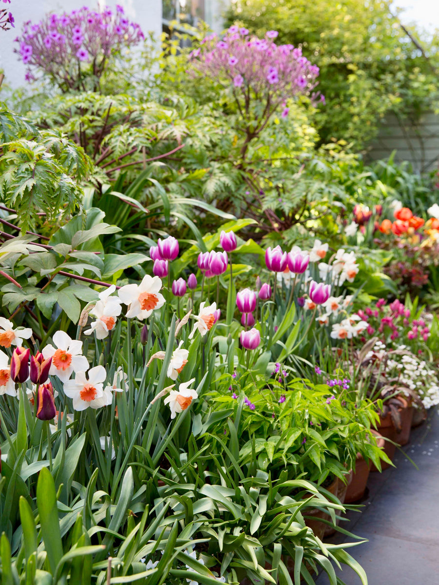 How to Choose Spring-Flowering Bulbs