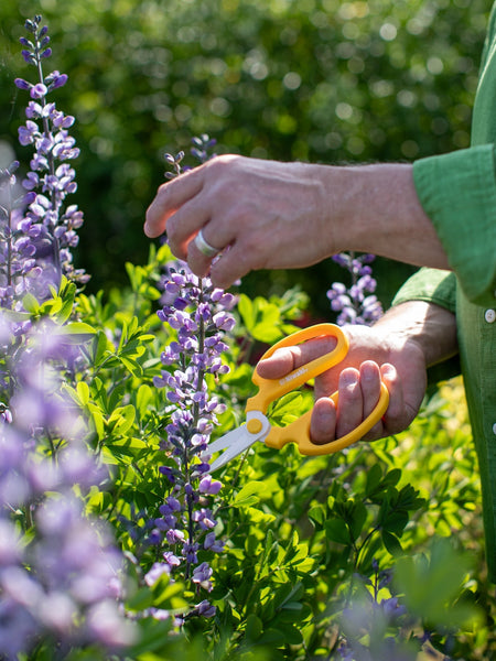 How To Cut And Care For Flowers