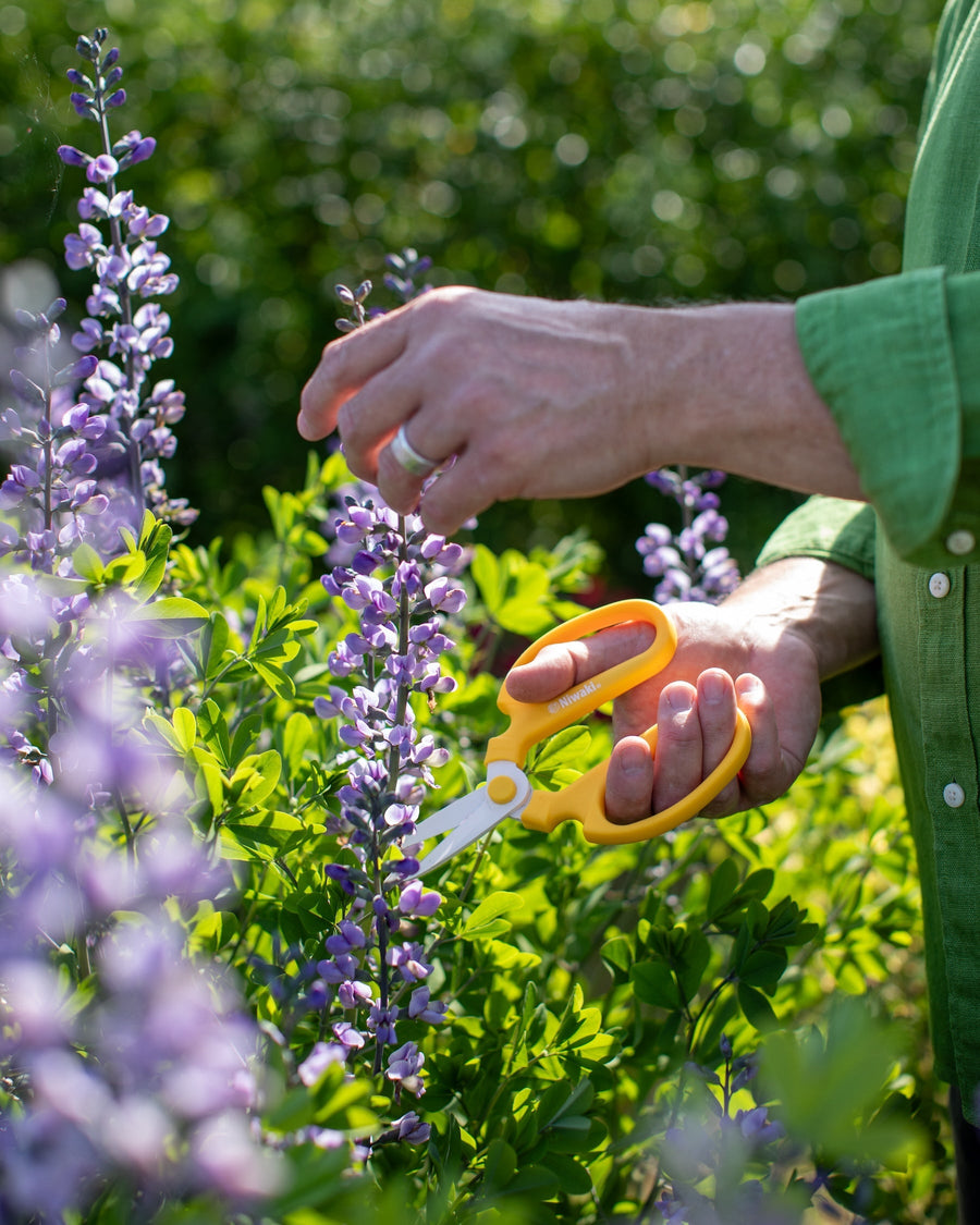 How To Cut And Care For Flowers