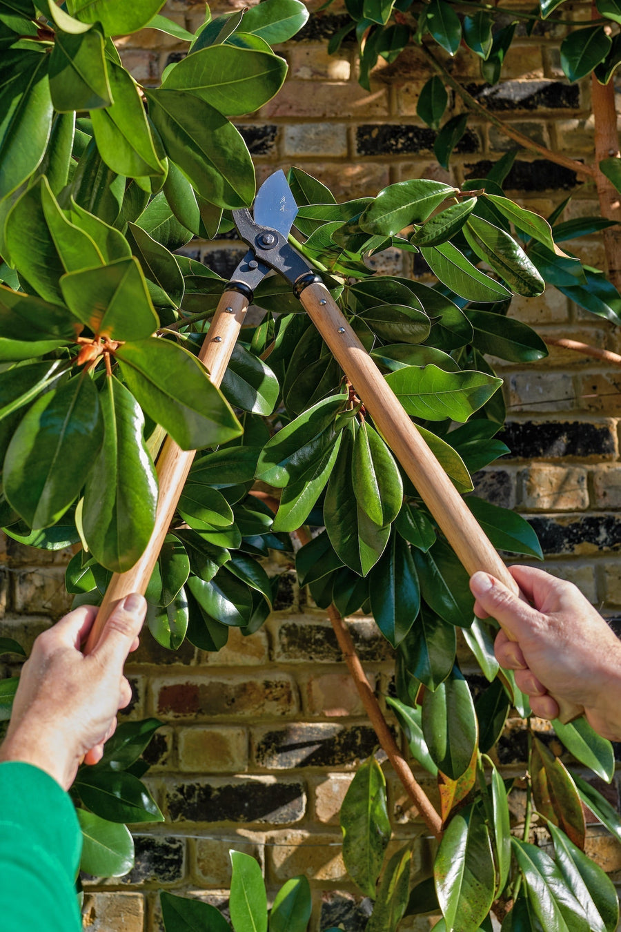 Simple Summer Pruning