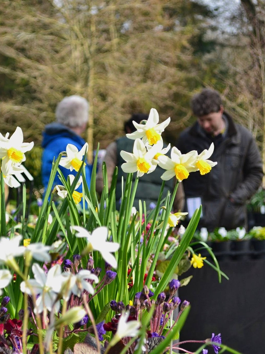 Rare Plant Fair, Evenley Wood Garden