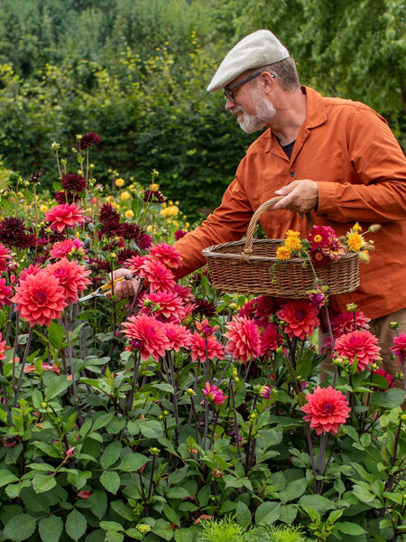 How to Overwinter Dahlias