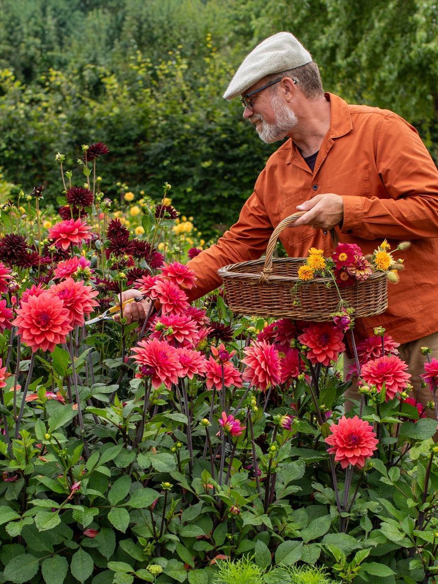 How to Overwinter Dahlias