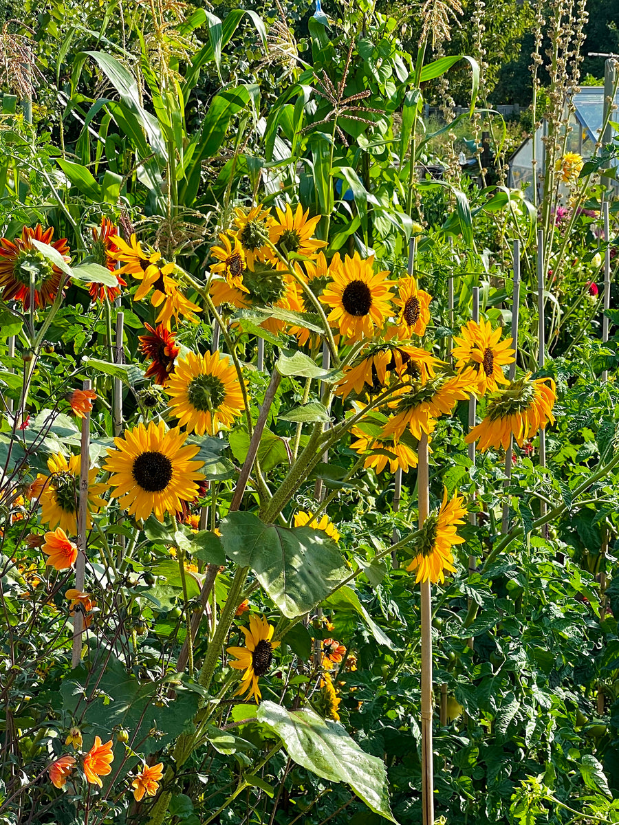 Your Garden In August