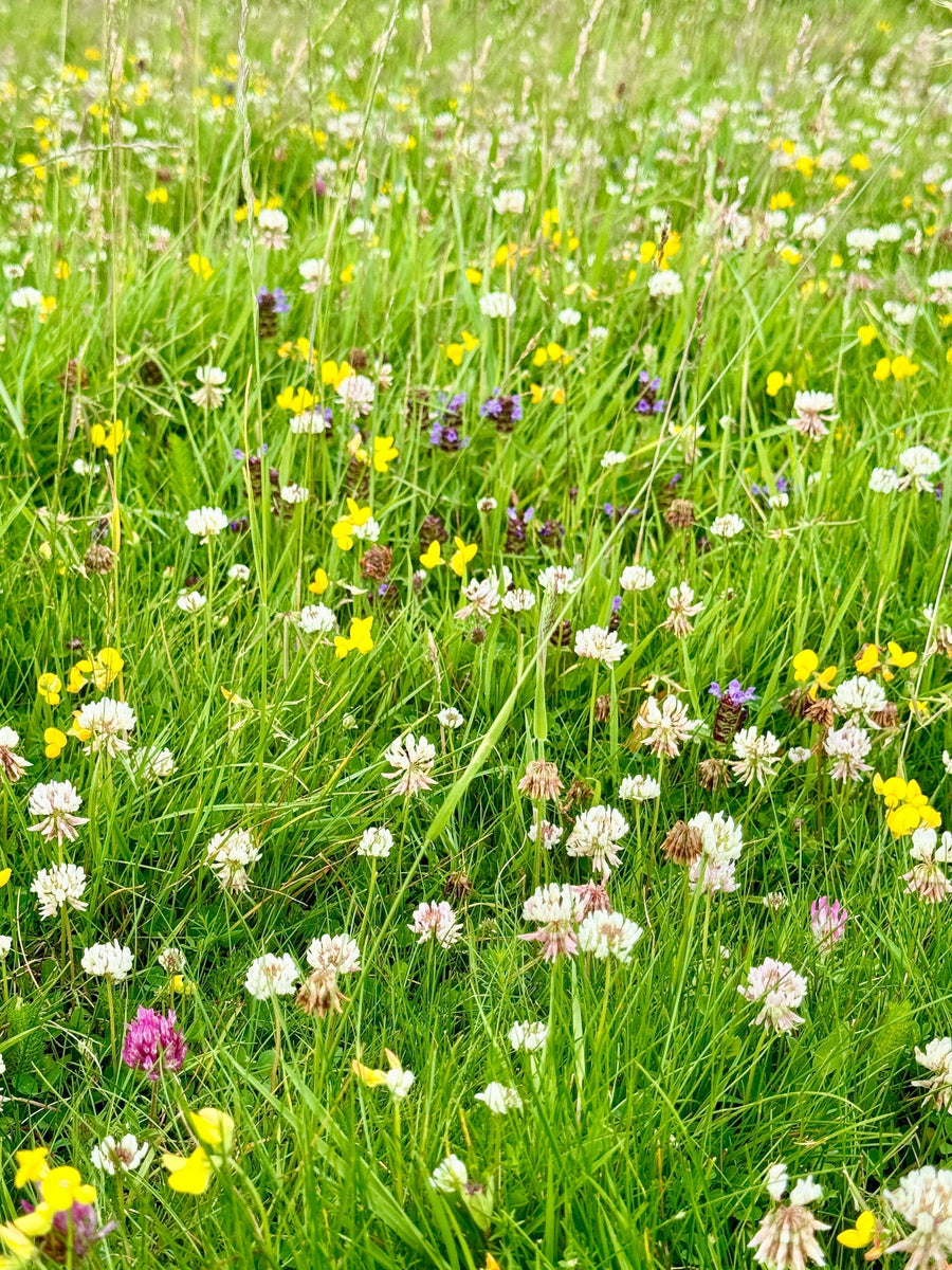 How To Sow A Wildflower Meadow
