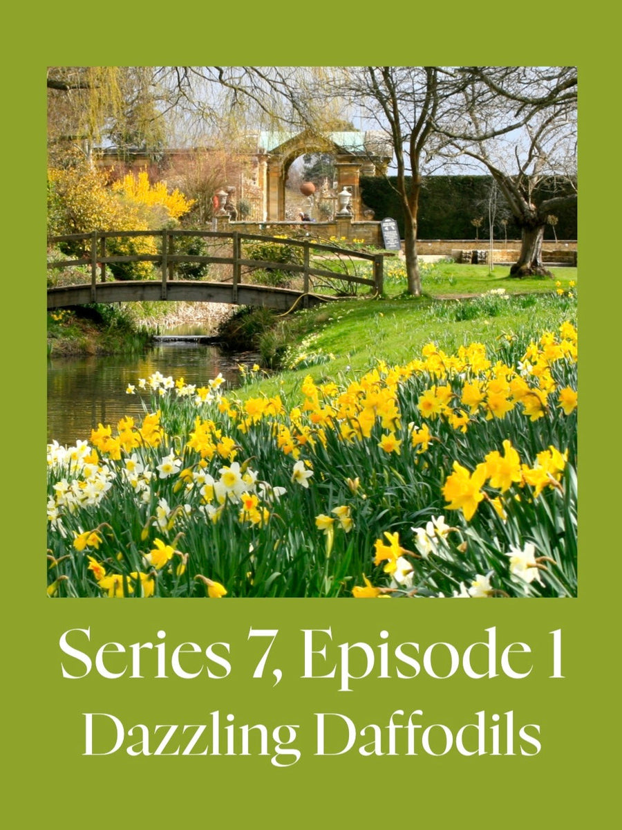 Dazzling Daffodils with Neil Miller