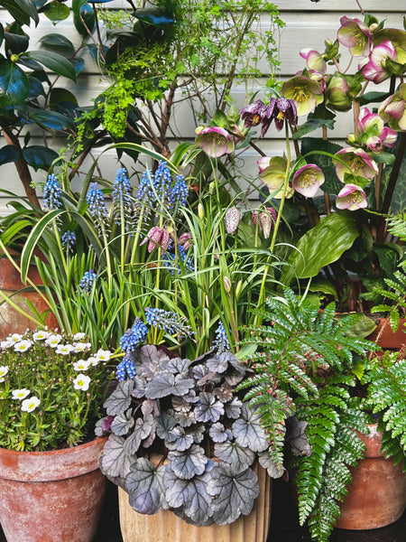 Ten Great Plants For Spring Pots