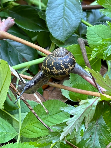 Five Autumn Garden Annoyances And How to Remedy Them