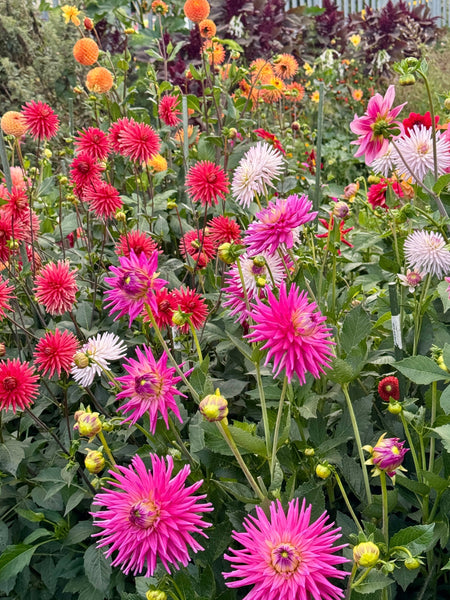 Caring For Dahlias In Summer