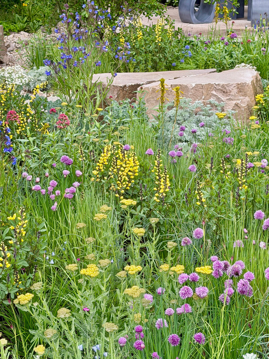 Ten Heatwave Recovery Tips for Your Garden