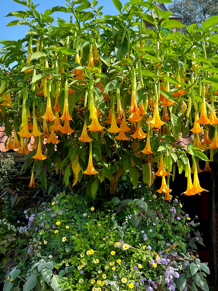 How to Create a Tropical Garden