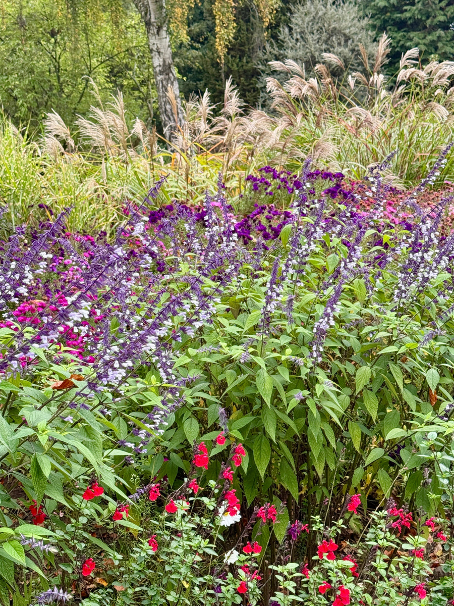 The Late Late Flower Show - Ten Plants That Bloom from Late Autumn until Christmas